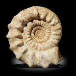 Fossils: A large ammonite, Madagascar, 57cm high