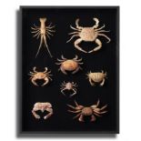 Natural history: A display of tropical crabs, modern, 50cm high by 39cm wide