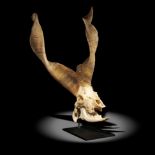 Natural history: A rams skull with horn, on modern metal base, 69cm high. From a very rare, almost