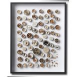 Natural history: An antique shell collection, mounted as a wall display, 50cm high by 39cm wide