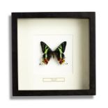 Natural history: A set of four framed insects, modern, 25cm square