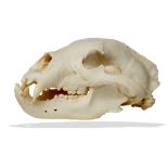 Natural history: A black bear skull, Canada, from native tribes, on metal stand, 31cm high by 18cm