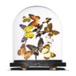 Natural history: A small dome of mixed colourful tropical butterflies, 26cm high