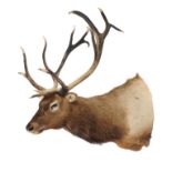 Taxidermy: A massive 13 point wapiti trophy, 2nd half 20th century, 126cm deep