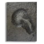 Fossils: A Crinoid (Sea Lily) plaque, Holzmaden, Germany, Jurassic, 46cm high by 35cm wide. The