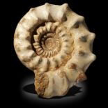 Fossils: A large polished ammonite, Madagascar, 57cm wide