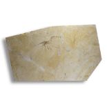 Fossils: A crayfish sp. plaque, Solnhofen, Germany, Jurassic, 34cm high by 54cm wide. Solnhofen in