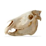 Natural history: A zebra skull, recent, 54cm