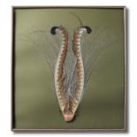 Natural history: A framed lyre bird tail, modern, 83cm high by 76cm wide