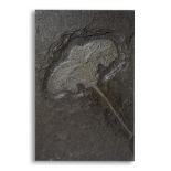 Fossils: A Crinoid (Sea Lily) plaque, Holzmaden, Germany, Jurassic, 60cm high by 40cm wide