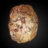 Fossils: A fossil wood slice, Triassic period, Madagascar, 53cm by 40cm