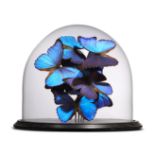 Natural history: A large dome of Morpho butterflies, 35cm high