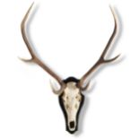 Natural history: Two shield mounted Red deer trophies, recent, the larger 117cm by 78cm