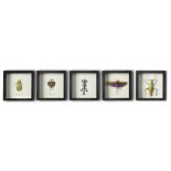 Natural history: A set of five framed insects and reptiles, modern, 25cm by 25cm square