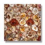 Interior Design/Ornament: A fossil wood collage tabletop, Madagascar, 61cm square