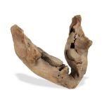 Interior Design/Ornament: A baby mammoth jaw, 33cm