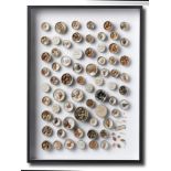 Natural History: An antique shell collection, mounted as a wall display, 50cm high by 39cm wide