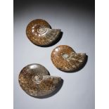 Interior Design/Ornament: A set of three Cleoniceras ammonites polished to show suture patterns,