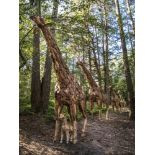 Sculpture: Anon, Giraffe family of five, Driftwood, Unique, Tallest 296cm high by 665cm wide by