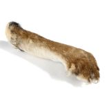 Taxidermy: A lion forearm, 1st half 20th century