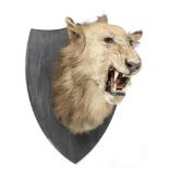 Taxidermy: A lion head on later shield, 74cm high
