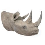 Taxidermy: A replica rhinoceros head, modern, 72cm high by 95cm deep