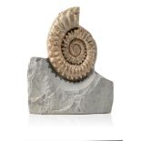 Fossils/Interior Design: A Microderoceras ammoniteLyme Regis, Jurassicthis specimen has many of the