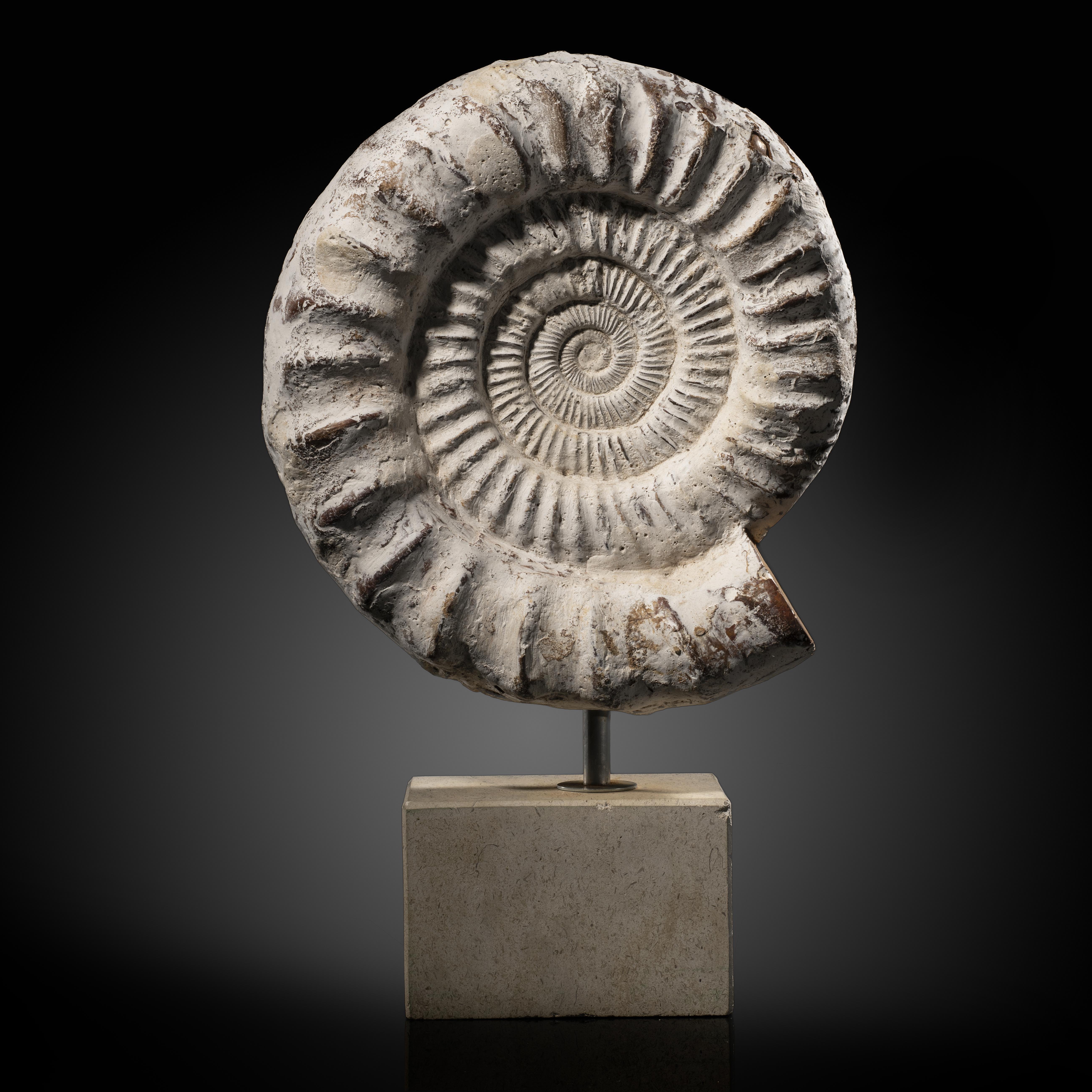 Fossils/Interior Design: A Perisphinctes ammonite on plinthJurassic, Madagascar45cm high