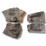 Fossils/Interior Design: Two pairs of positive negative fern plaques ‘Neuropteris’Radstock, Oxon,