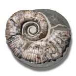 Fossils/Interior Design: An Australiceras ammonite heteromorphVolga River, Russia, Cretaceous22cm