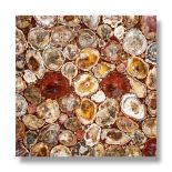 Minerals/Interior Design: A fossil wood collage tabletopMadagascar61cm square