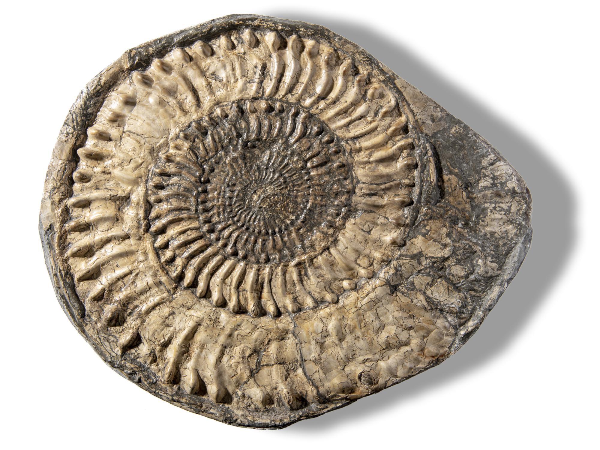 Fossils/Interior Design: A Caroniceras type ammoniteLower Lias, Watchet, Somerset, 18mya 38cm