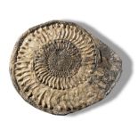 Fossils/Interior Design: A Caroniceras type ammoniteLower Lias, Watchet, Somerset, 18mya 38cm