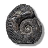 Fossils/Interior Design: A Harpoceras ammonitesWhitby, Yorkshire, Jurassic, approximately