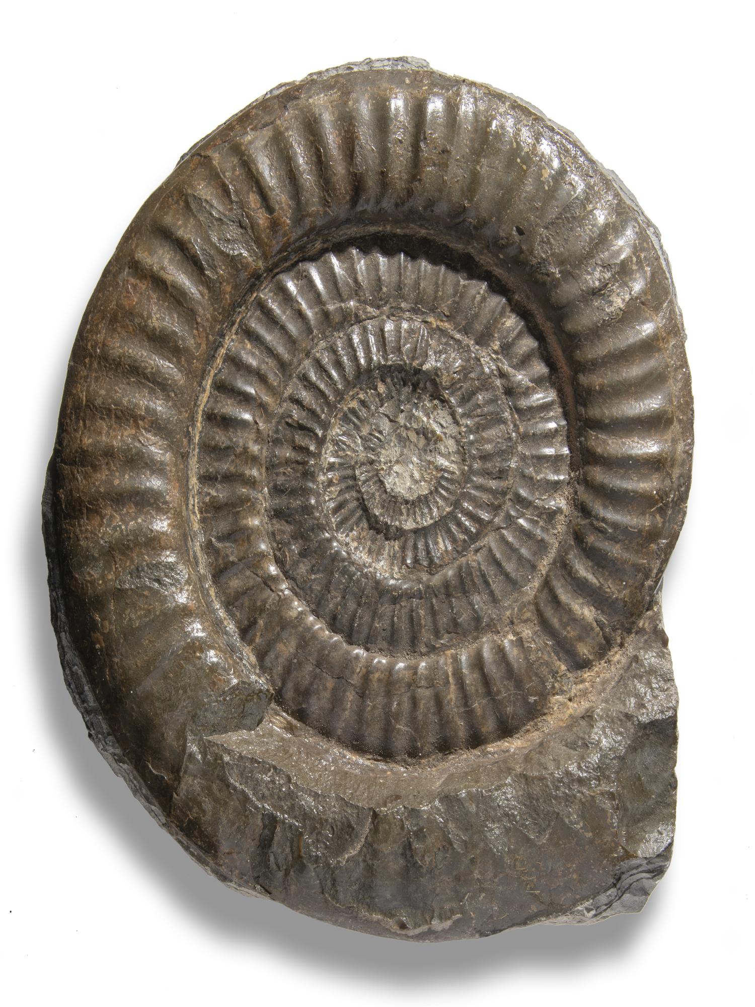 Fossils/Interior Design: A large Coroniceras type ammoniteLyme Regis, Jurassic44cm