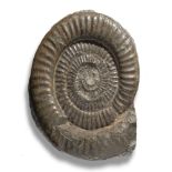 Fossils/Interior Design: A large Coroniceras type ammoniteLyme Regis, Jurassic44cm