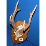 Three-point game antlers with plaque