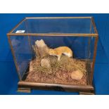 Cased Taxidermy of a Stoat - 35cm high by 44 long