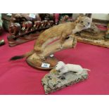 Pair of Taxidermy Stoats