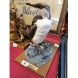 Guillemot Sea Bird Taxidermy - base measures 30cm by 20cm