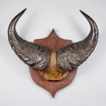 A LATE 19TH/EARLY 20TH CENTURY SET OF DWARF FOREST BUFFALO HORNS UPON OAK SHIELD.