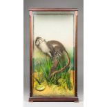 A LATE 20TH CENTURY TAXIDERMY VERVET MONKEY Mounted in a glazed case with a naturalistic setting.