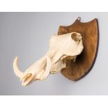 A LATE 19TH/EARLY 20TH CENTURY WARTHOG SKULL UPON OAK SHIELD.