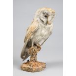 A LATE 19TH/EARLY 20TH CENTURY TAXIDERMY BARN OWL UPON PLINTH. Condition: AF