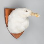 A 20TH CENTURY TAXIDERMY GULL HEAD MOUNTED UPON WOODEN SHIELD.