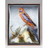 JAMES HUTCHINGS, A LATE 19TH/EARLY 20TH CENTURY TAXIDERMY CRIMSON ROSELLA Mounted in a glazed case