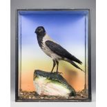 A 20TH CENTURY TAXIDERMY HOODED CROW Mounted in a glazed case with a naturalistic setting. (h 69cm x