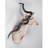 AN UNUSUAL 20TH CENTURY TAXIDERMY KUDU SHOULDER MOUNT WITH NATURALLY DEFORMED HORN/SKULL (h 140cm