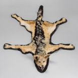 A TAXIDERMY BLACK-BACKED JACKAL SKIN RUG WITH MOUNTED HEAD Namibia June 2005. Taxidermist Nyati