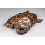 A LARGE LATE 19TH/EARLY 20TH CENTURY TAXIDERMY TURTLE. (l 80cm x w 55cm)